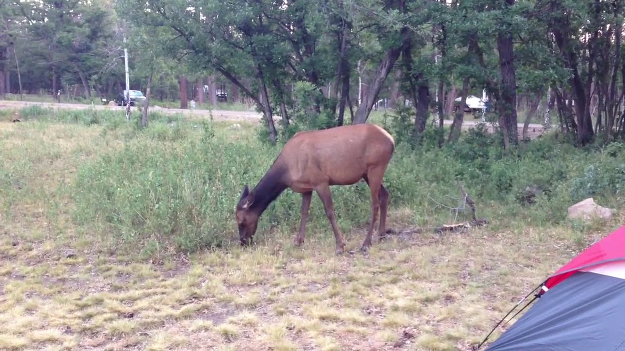 Dog went Crazy. ELK in our Campsite! Woods Canyon Lake, Arizona - YouTube