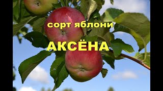 Сорт яблони Аксёна