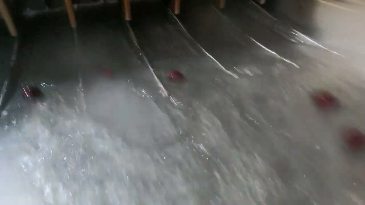 cherry cluster cutter 2