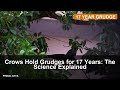 Crows Hold Grudges for 17 Years: The Science Explained