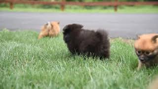 Pomeranian Puppies for Sale John and Elizabeth Stoltzfus 3