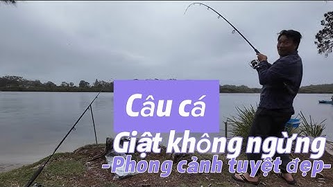 Câu cá: sứ kangaroo 🦘 