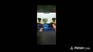 When you are gaming, your pet bird suddenly decides to climb the ranks