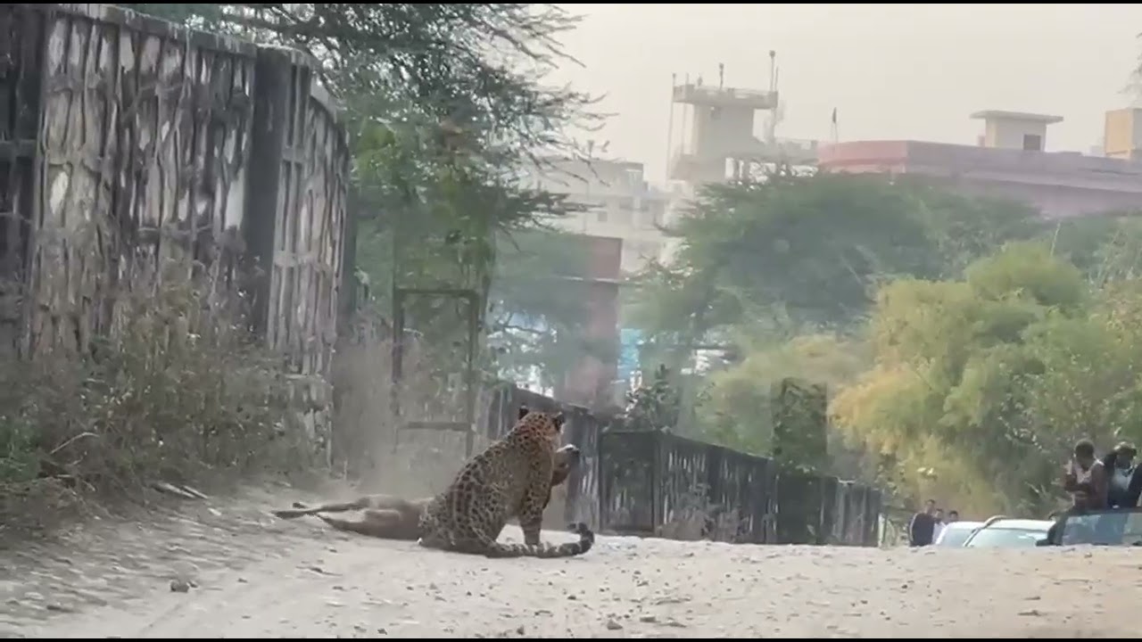 Cheetal ka kill penther ne kiya jhalana jaipur 