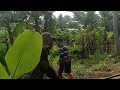 #payango part3 #adatgorontalo