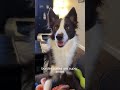 Border Collies Super Smart And Bred To Work Border Collies Super Smart And Bred To Work