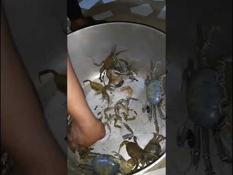 Fresh Crabs