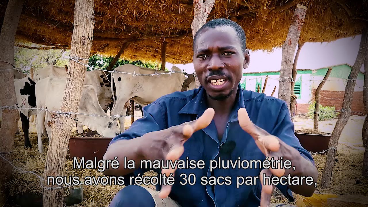 Les producteurs de Nagola découvrent les valeurs nutritives de la paille du riz PPU