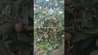 From garden to table #shorts #natural #chikoo #homegrown #fruit #sapota