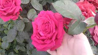 Rose//Розы с названием сортов! Майнтауэр, РОЗА 4 ВЕТРОВ, Полька, Принцесса Александра де Люксембург! Видео: Rose//Розы с названием сортов! Майнтауэр, РОЗА 4 ВЕТРОВ, Полька, Принцесса Александра де Люксембург!