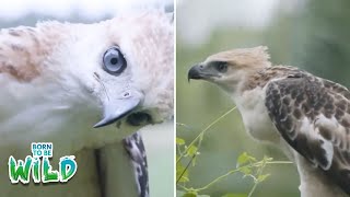 North Philippine Hawk Eagle, pabalikbalik sa pangangalaga ng isang residente?! | Born to Be Wild