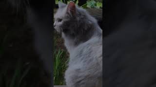 庭に来た野良猫の正体が衝撃すぎた… #shorts