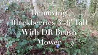 Removing Blackberries DR Brush and Field Mower Time Lapse