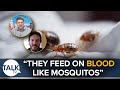 “Bed Bugs Feed On Blood Like Mosquitos” | Peter Cardwell | Robert Fryers