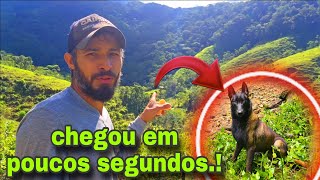 Com apenas um comando eles vêm até nós na montanha 