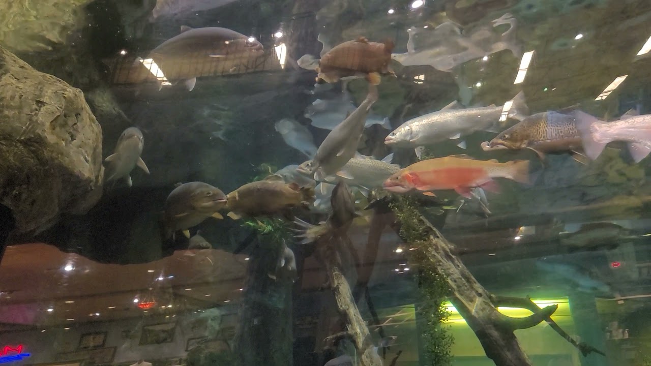 Bass Pro shop fish tanks.. YouTube