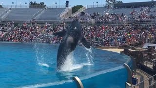 BIG SPLASH on the Crowd!! A Killer Whale HIGH JUMP!!