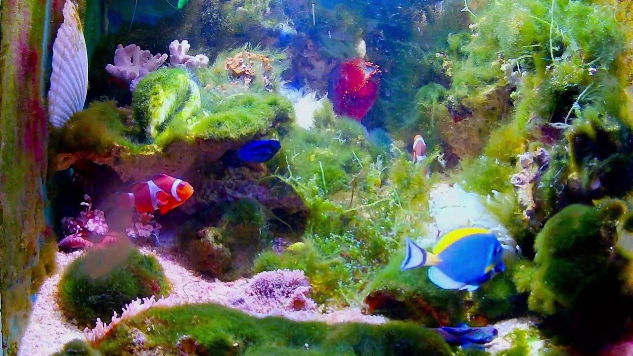 relaxing videos to watch before bed:🐠Real and beautiful: fish and marine animals in the aquarium ～