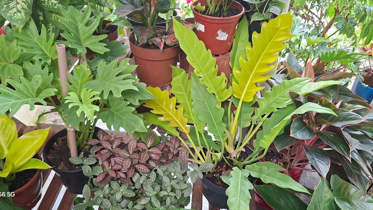 Um Refúgio Verde em Casa | Meu Cantinho Cheio de Plantas Lindas