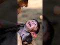 Monkey Feeding Its Baby 🥺❤️ | A Beautiful Moment of Motherly Love