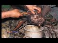 They eat organic food,they live in fresh environment ll forest mushroom  Recipe