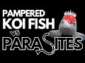 Pampered koi fish vs parasites the epic battle 