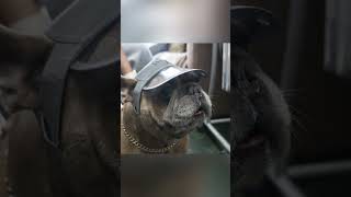 Nobody Has More Attitude Than a Frenchie - Mood Activated.