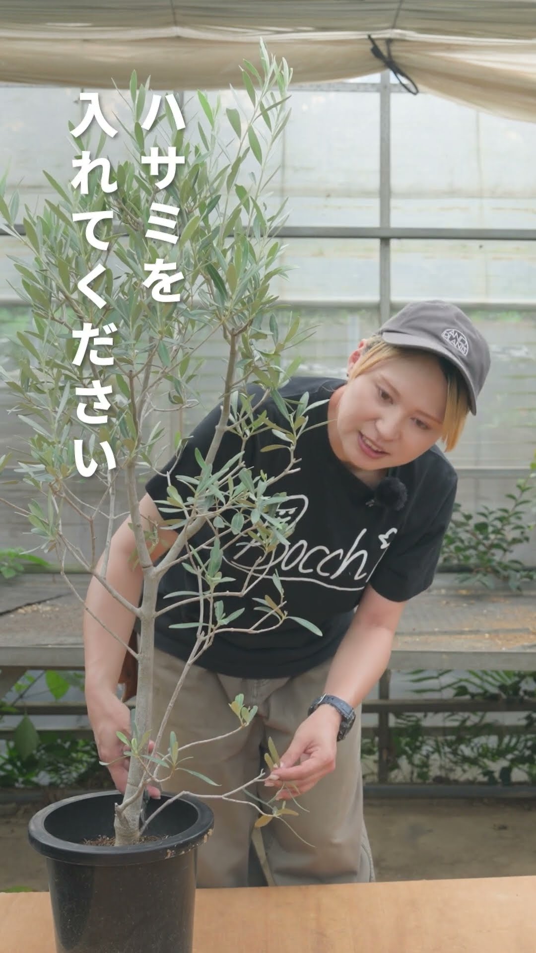 Refreshing] Olive tree pruning before and after photos revealed
