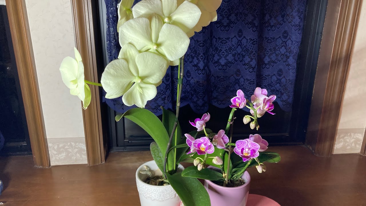 胡蝶蘭33 維管束水栽培🌸花が咲きました😊根が出た株をバーク植えする⭐️