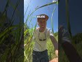 Finding a WILD SNAKE in Australia! #shorts