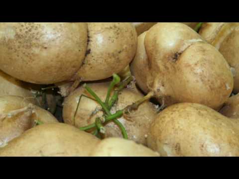 Video: Mga Pinggan Ng Turnip