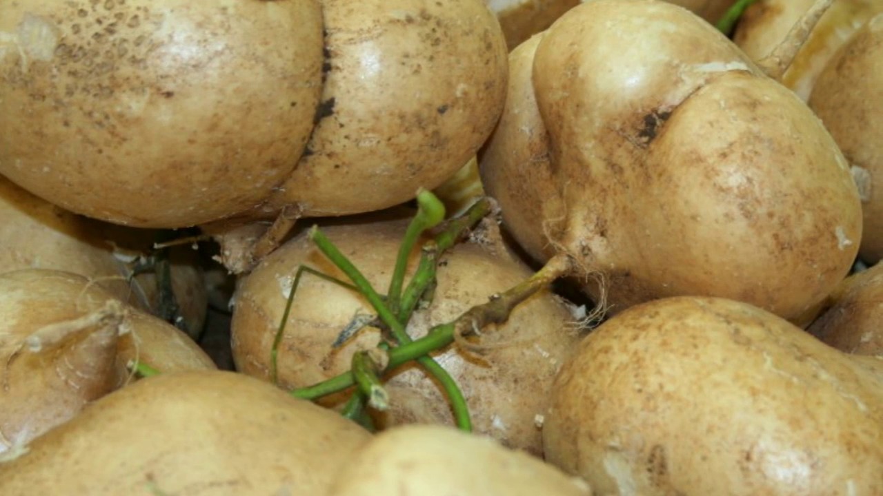 7 Surprising Jicama Benefits - Benefits of Jicama - YouTube