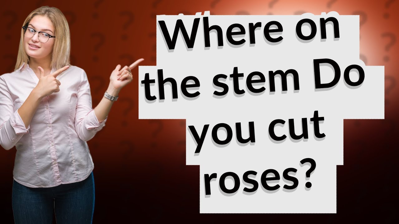 Where on the stem Do you cut roses? YouTube