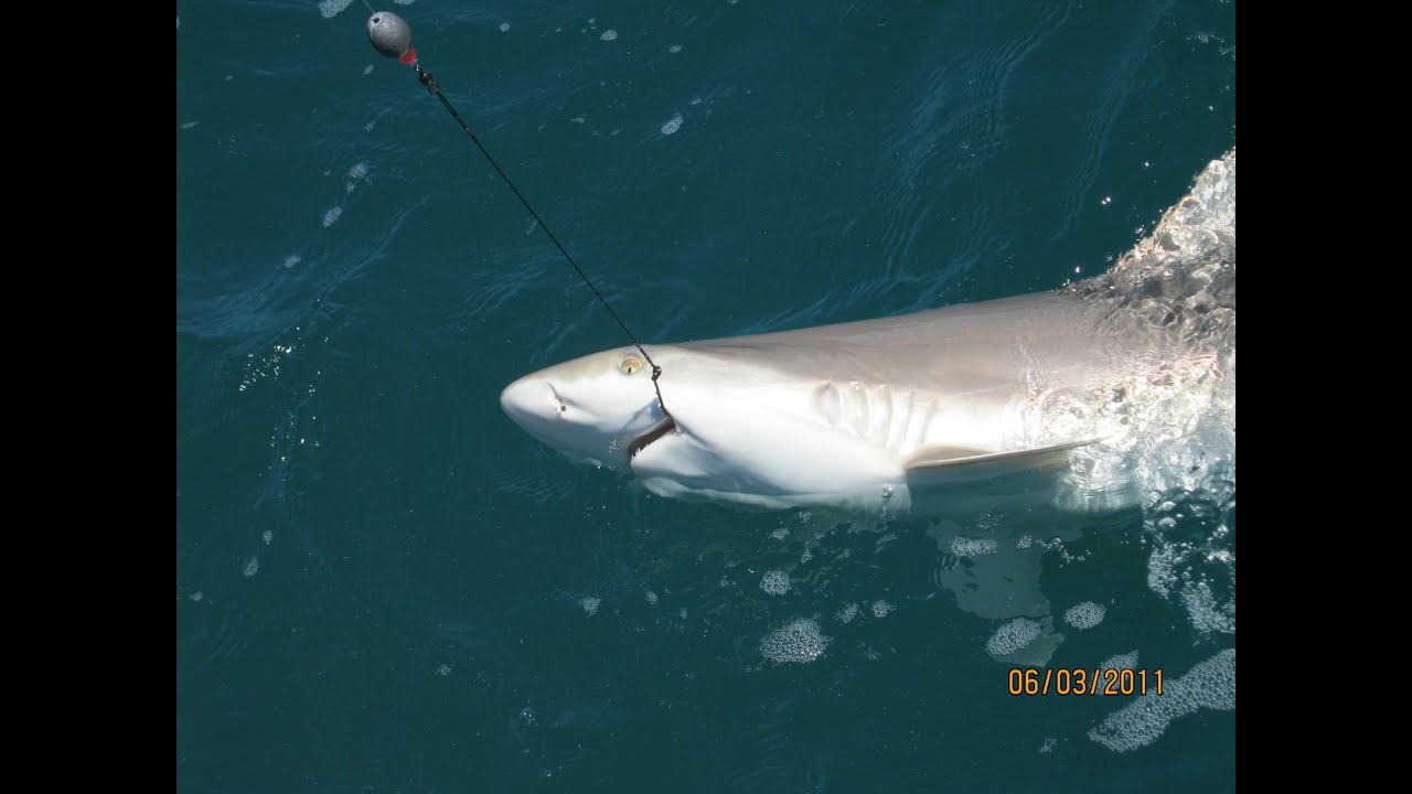 Shark Englewood Beach Florida YouTube