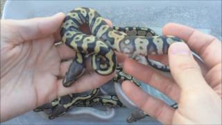 Update on Clutch #17 - Mystic x Mojave - Out of the Eggs