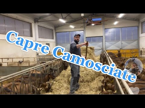 Video: Allevare capre: Allevamento e scherzando