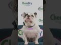 Pet Odors with Ralphie - Professional Carpet, Rug and Tile Cleaning #carpetcleaningservice #bulldog