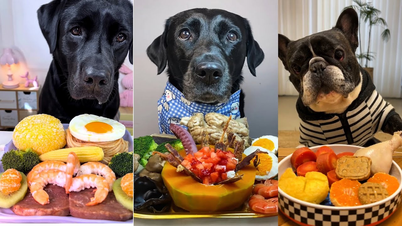 Дегустация элитного корма для собак! Лабрадоры и французские бульдоги едят специальные блюда | Ку...