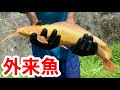 沖縄の川で増えまくる黄金の外来ナマズを捕獲！！