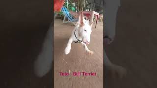 Toto  Bull Terrier  Toto was punished for dirtying his mask  @entertainmentgm500