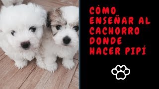 cómo educar al perro  donde orinar