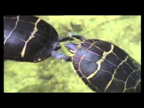 Painted Turtle (Chrysemys picta) courtship clip