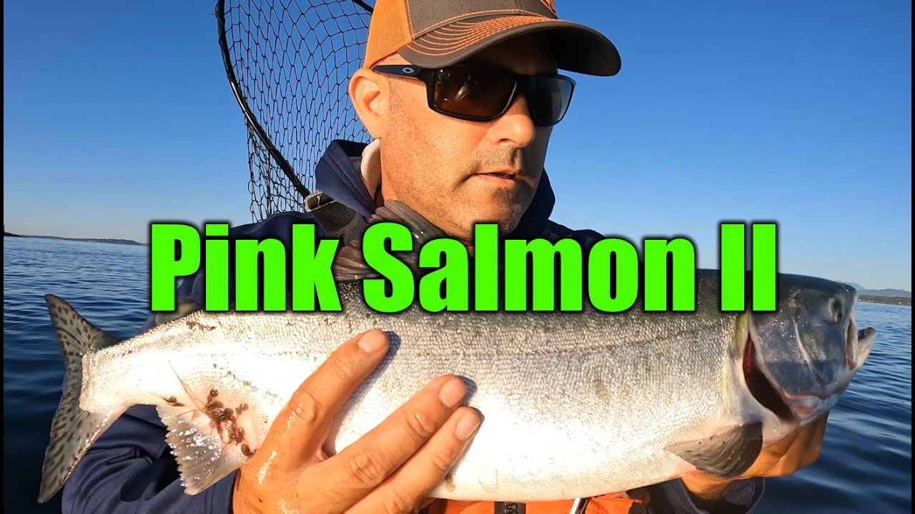 Kayak Fishing Puget Sound Pink Salmon 2023 II YouTube