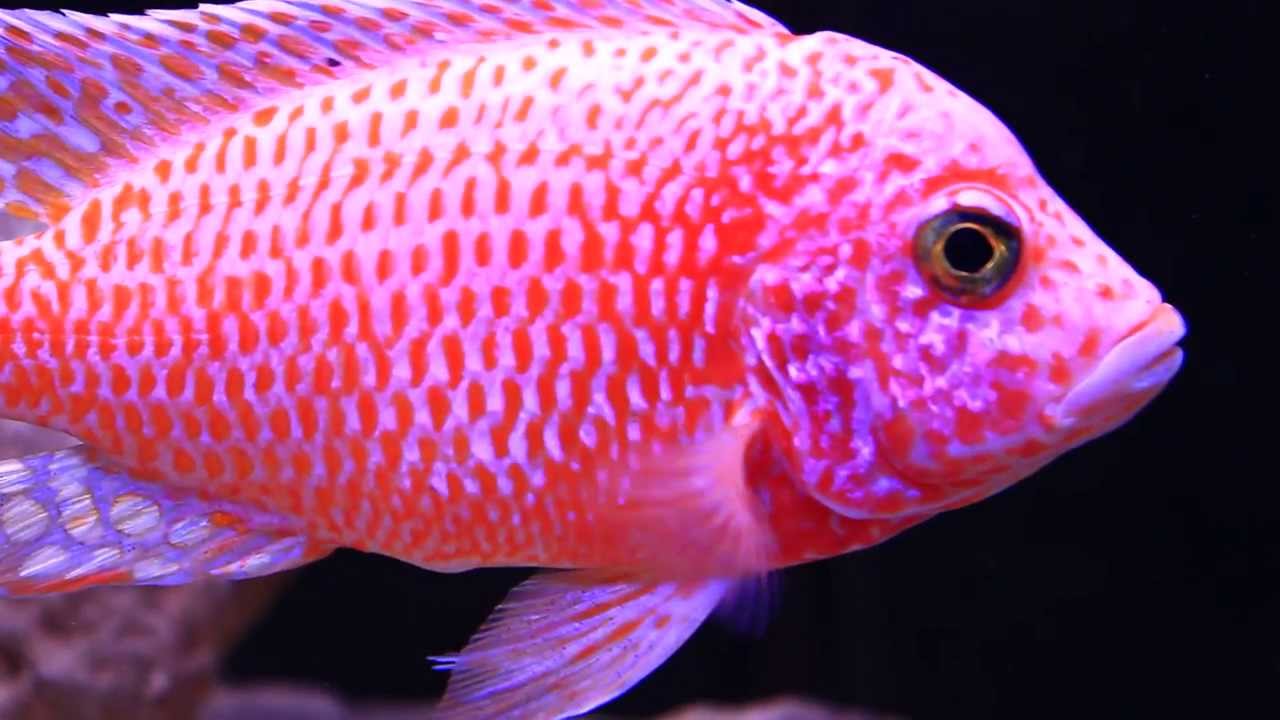 Super Colorful African Cichlid - The Dragon Blood Peacock (Aulonocara Hybri...