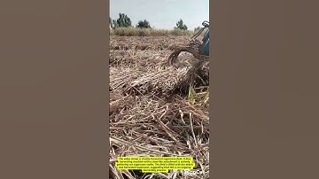 Efficient Sugarcane Collection: A Harvesting Machine at Work