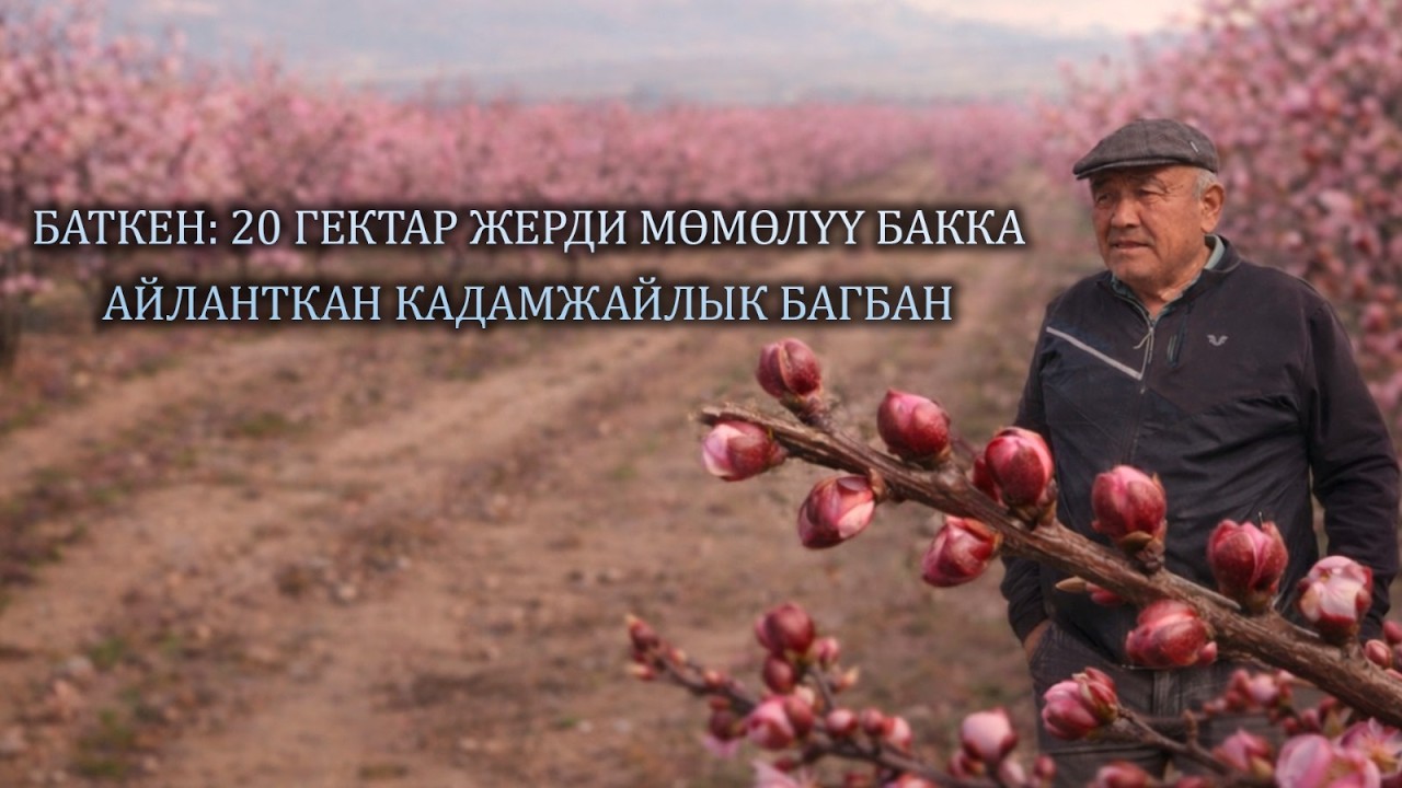 Баткен: 20 гектар жерди мөмөлүү бакка айланткан кадамжайлык багбан