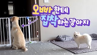 ENG SUB _ Dog Video It's Unfair~ Sonyeo, I'm the One Who Raised and Fed You