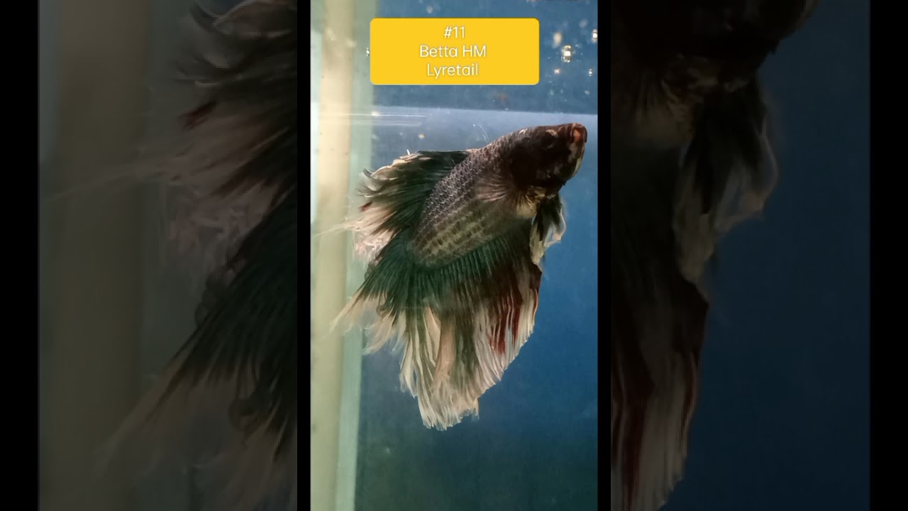 Betta Splendens Halfmoon www.fishinnet.net on sale