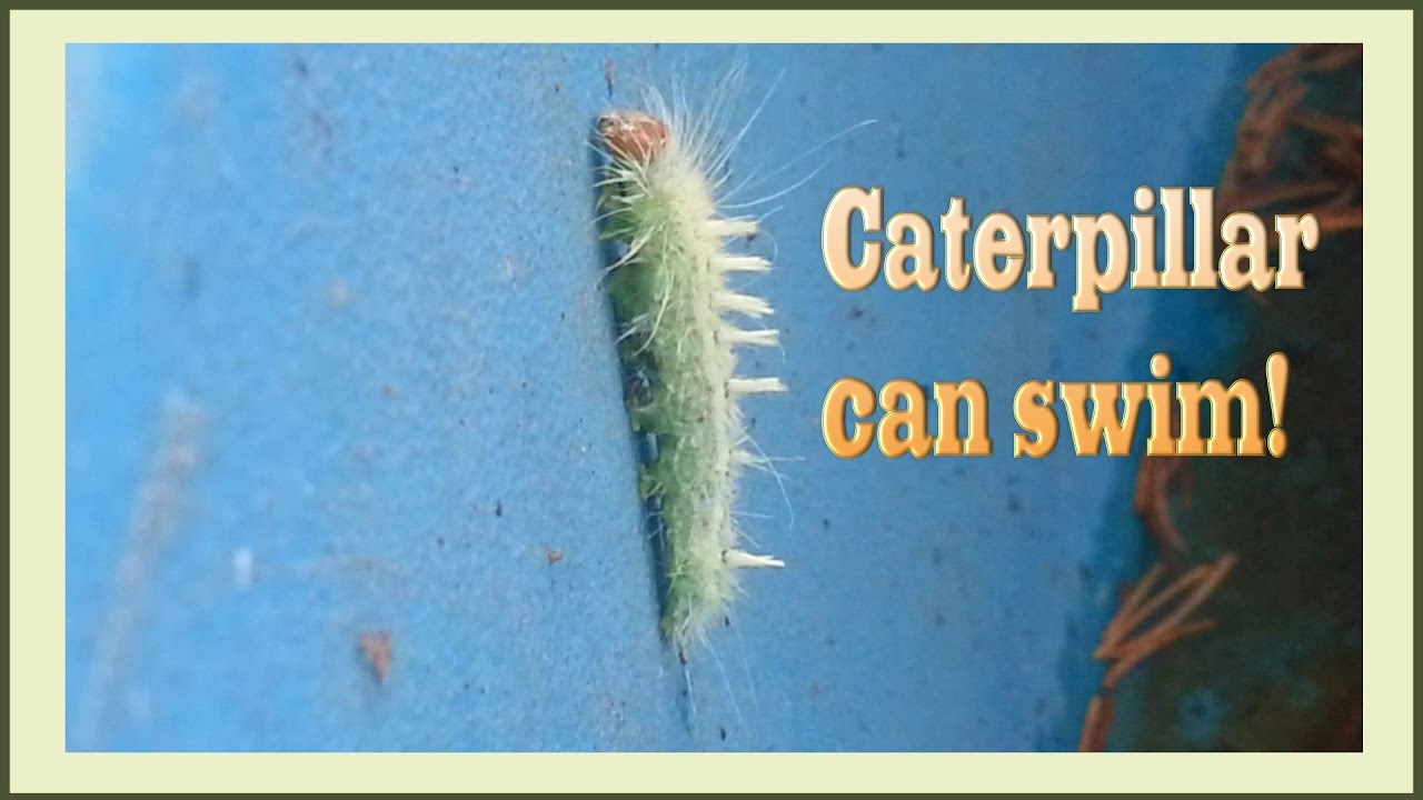 Caterpillar Facts Questions And Answers About Caterpillars Owlcation