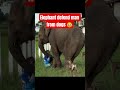 Get Way From Here Shortsviral Amazingmemes Seriousshotta Funny Funnymemes Funnyanimals Get Way From Here Shortsviral Amazingmemes Seriousshotta Funny Funnymemes Funnyanimals
